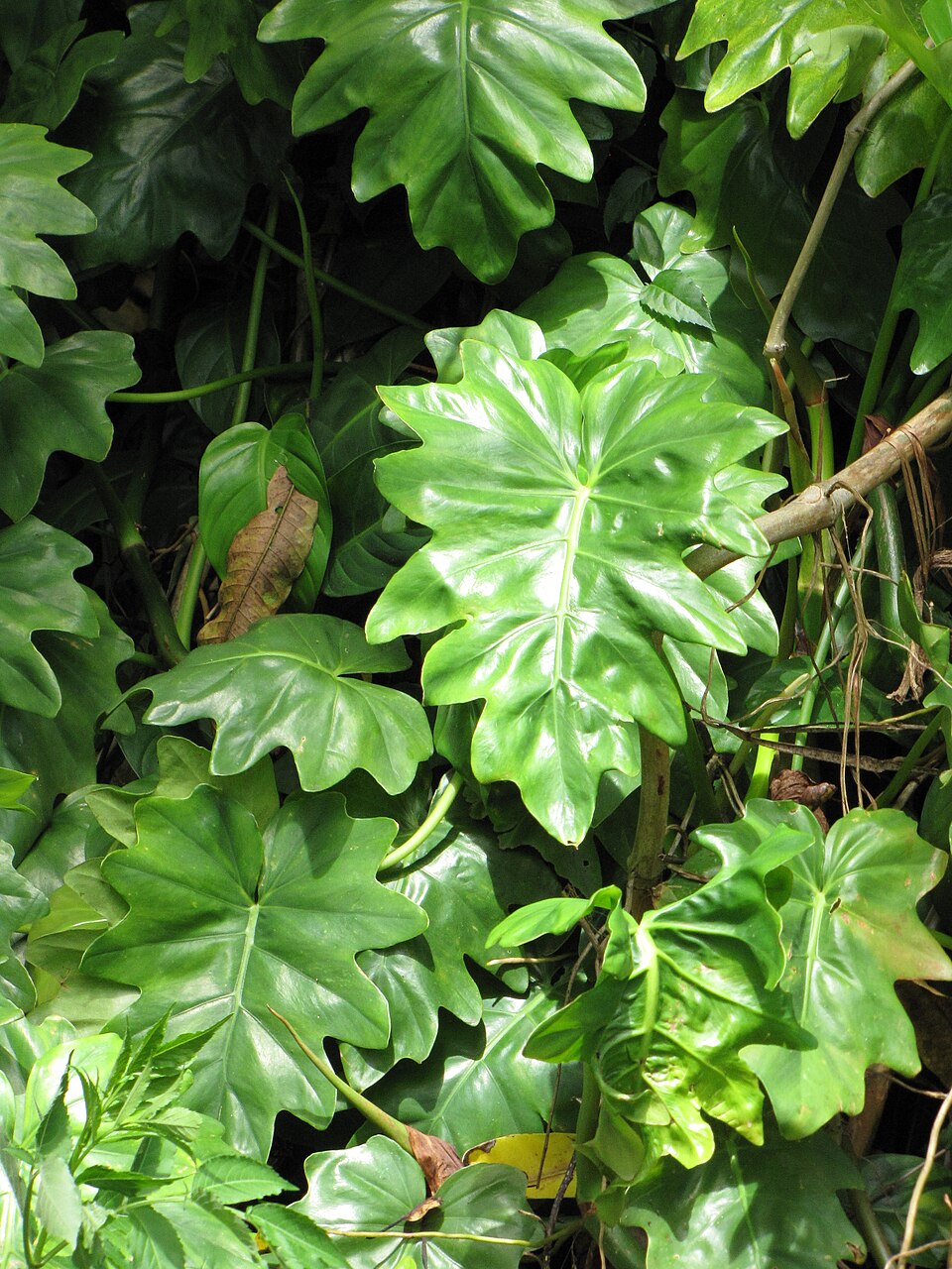 Philodendron Atabapoense (Philodendron atabapoense) reference photograph