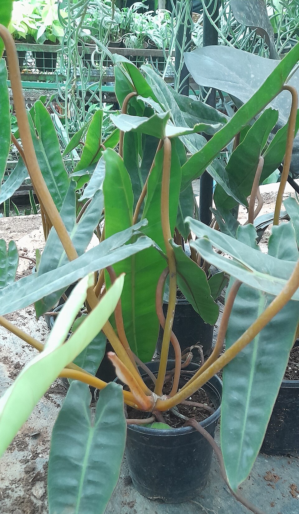 Philodendron Billietiae (Philodendron billietiae) reference photograph