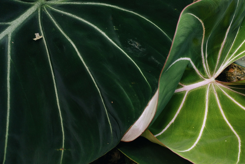 Philodendron Gloriosum (Philodendron gloriosum) reference photograph