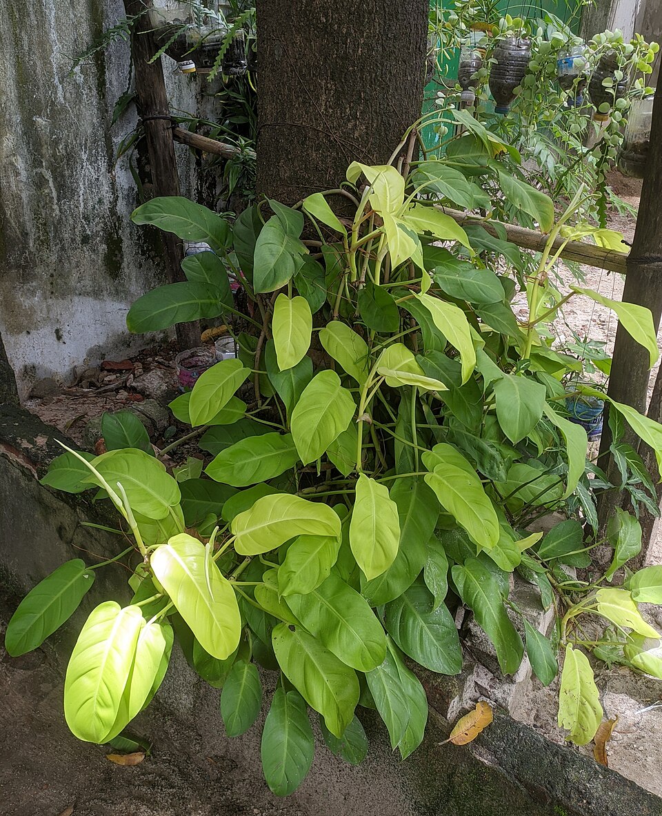 Lemon Lime Philodendron (Philodendron hederaceum 'Lemon Lime') reference photograph