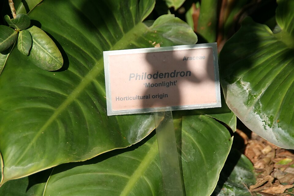Philodendron Moonlight (Philodendron 'Moonlight') reference photograph