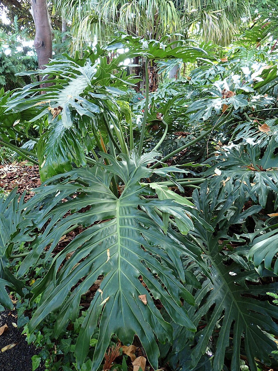 Tree Philodendron (Thaumatophyllum bipinnatifidum) reference photograph