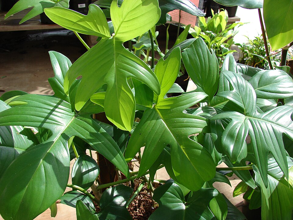 Hairy Philodendron (Philodendron squamiferum) reference photograph
