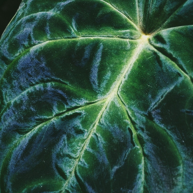 Philodendron Verrucosum (Philodendron verrucosum) reference photograph