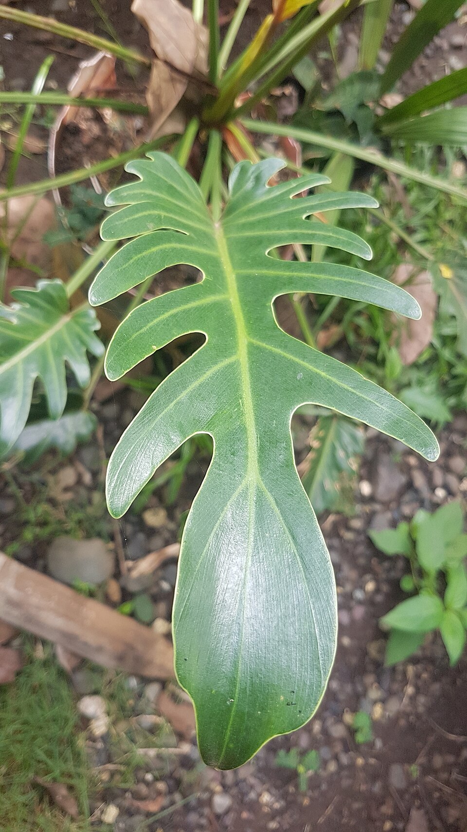 Philodendron Xanadu (Thaumatophyllum xanadu) reference photograph