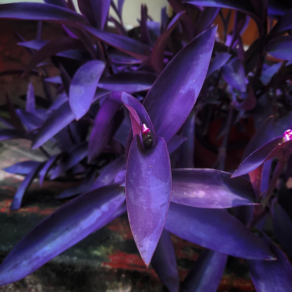 Purple Heart (Tradescantia pallida) reference photograph