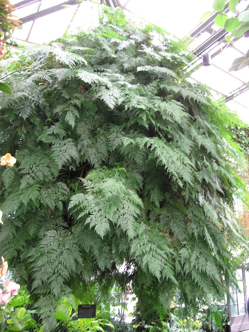 Rabbit's Foot Fern (Davallia fejeensis) reference photograph
