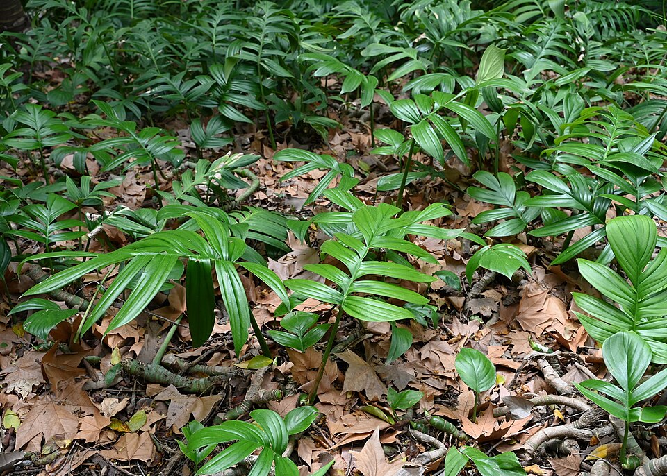 Dragon Tail Plant (Rhaphidophora decursiva) reference photograph