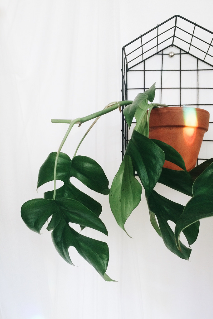 Mini Monstera (Rhaphidophora tetrasperma) reference photograph