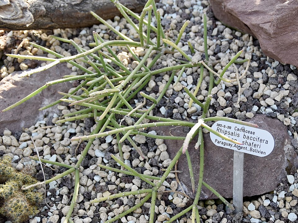 Mistletoe Cactus (Rhipsalis baccifera) reference photograph