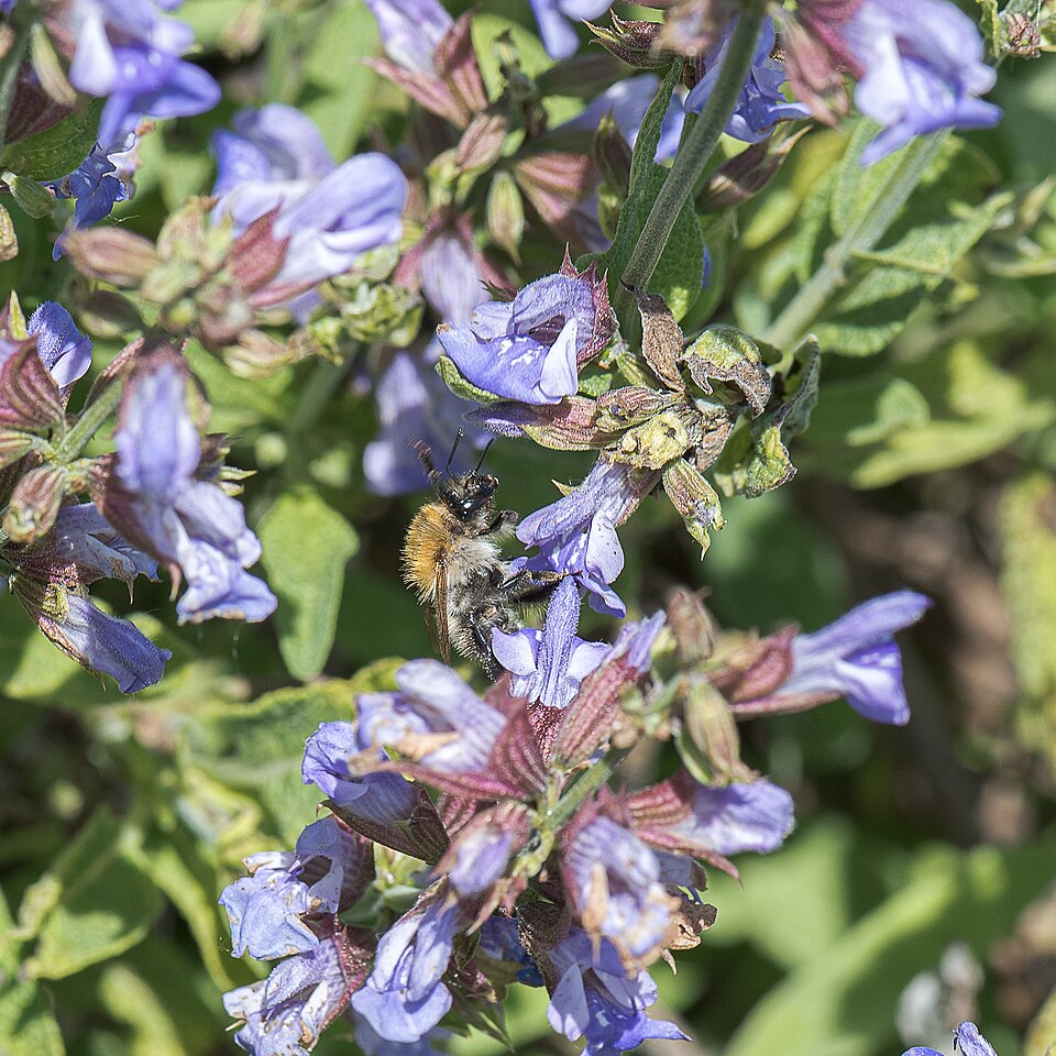 Garden Sage (Salvia officinalis) reference photograph