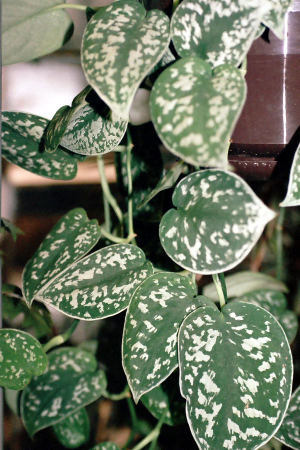 Satin Pothos Exotica (Scindapsus pictus 'Exotica') reference photograph