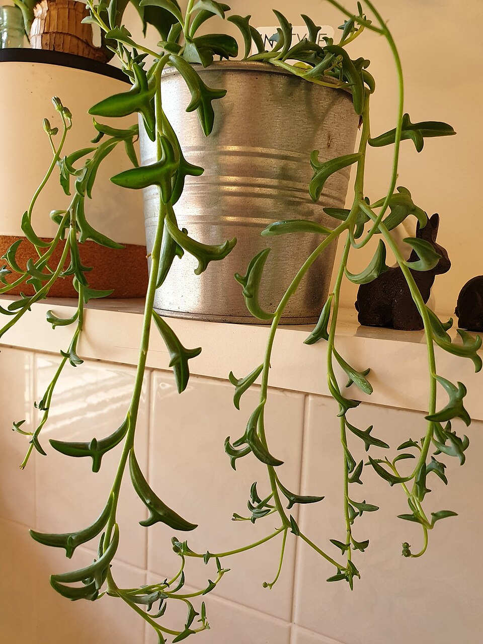 String of Dolphins (Curio × peregrinus) reference photograph