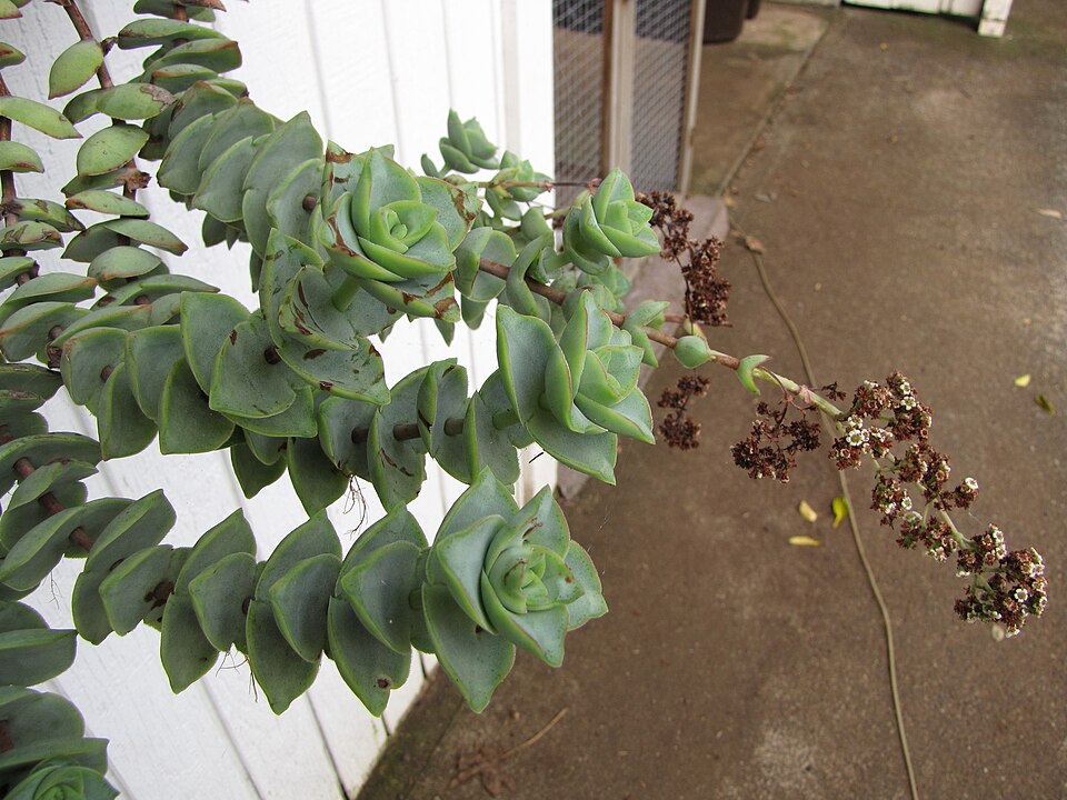 String of Buttons (Crassula perforata) reference photograph
