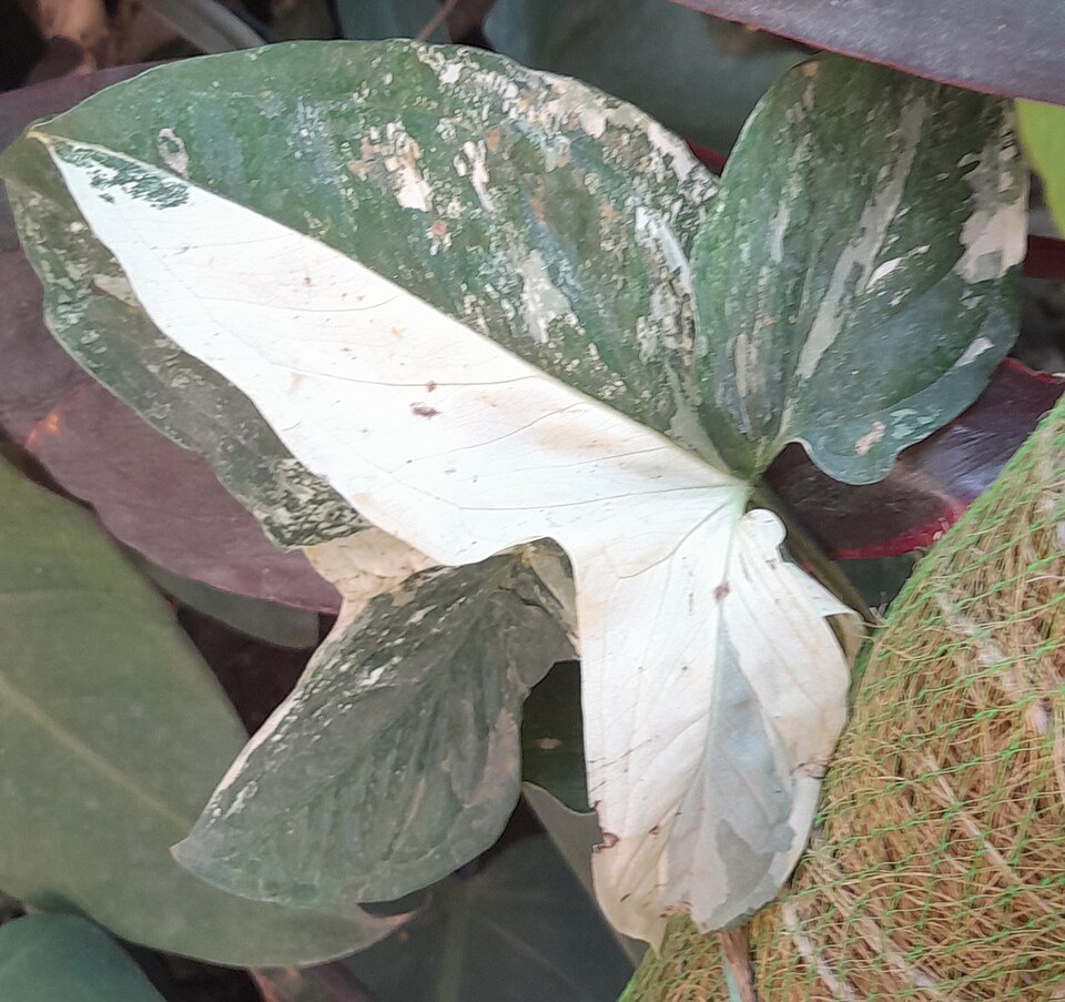 Syngonium Albo (Syngonium podophyllum 'Albo Variegatum') reference photograph
