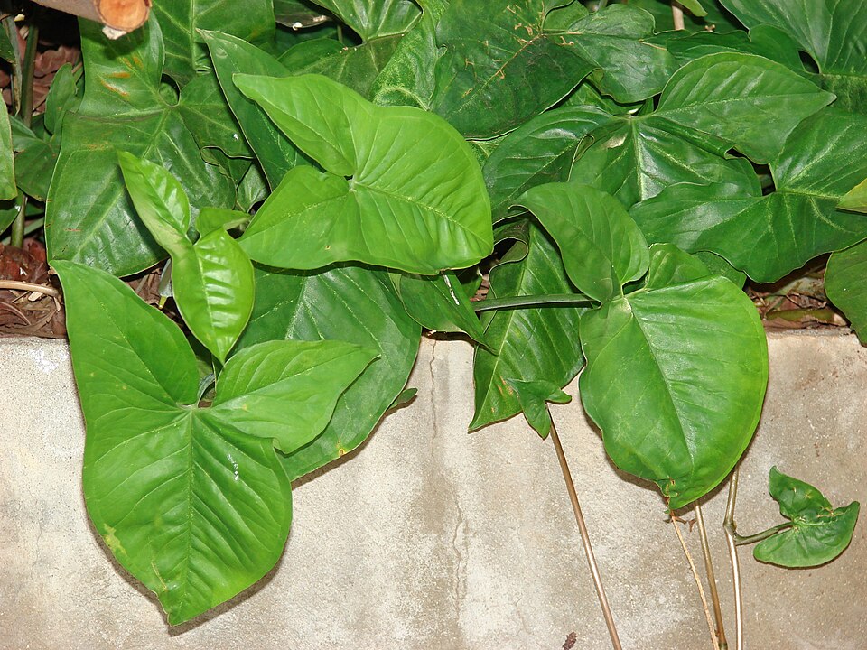 Milk Confetti Syngonium (Syngonium podophyllum 'Milk Confetti') reference photograph