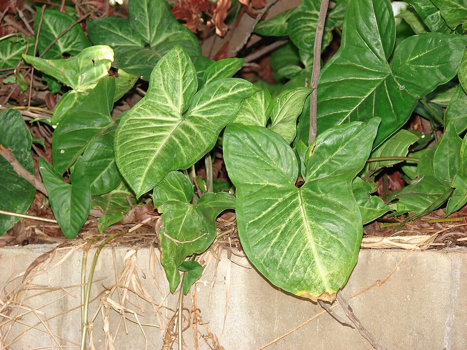 Neon Robusta Syngonium (Syngonium podophyllum 'Neon Robusta') reference photograph