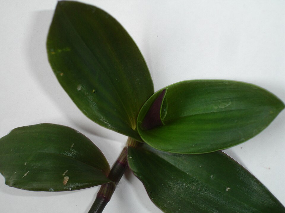 Tradescantia Nanouk (Tradescantia cerinthoides 'Nanouk') reference photograph