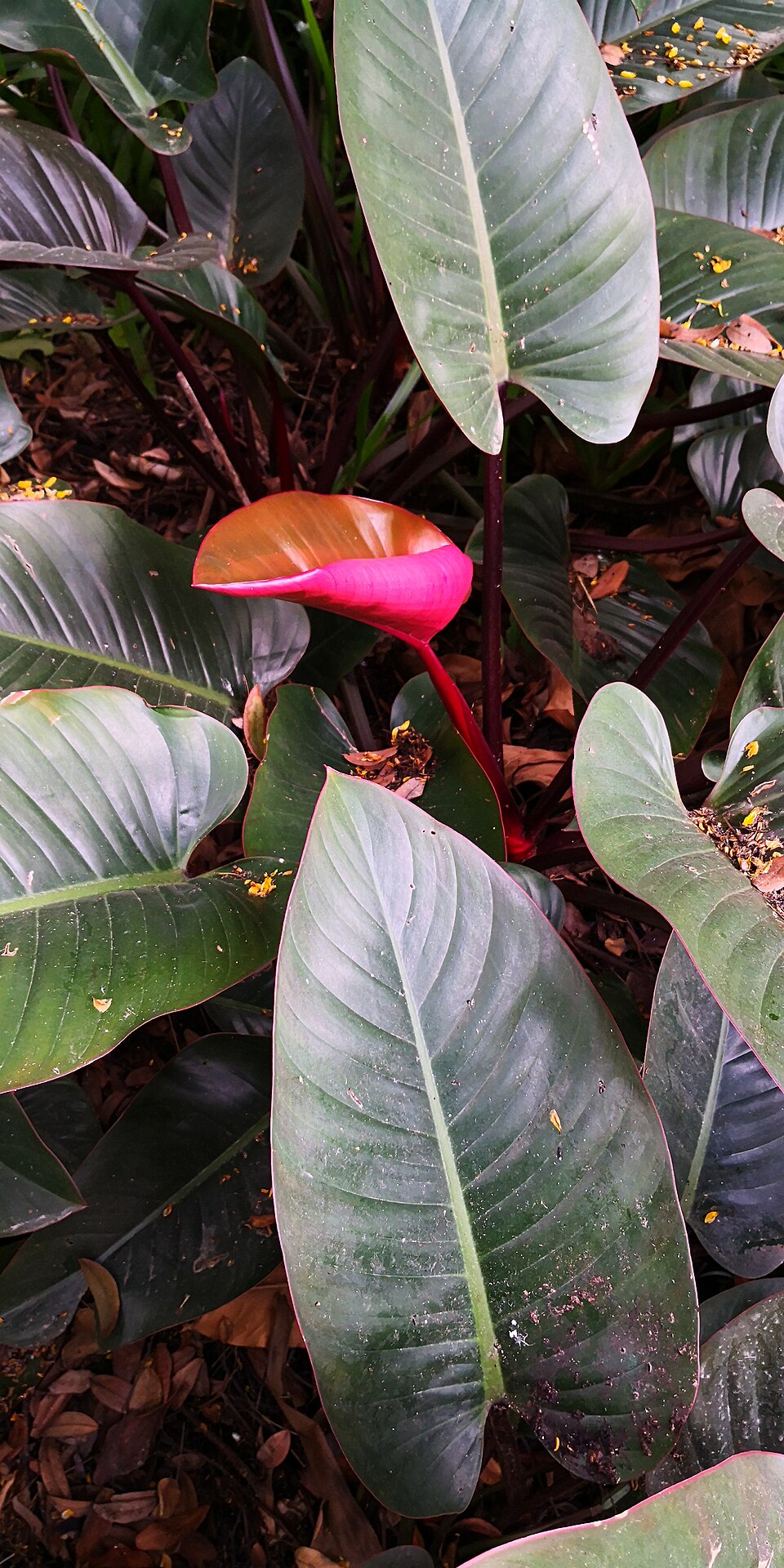 White Knight Philodendron (Philodendron erubescens 'White Knight') reference photograph