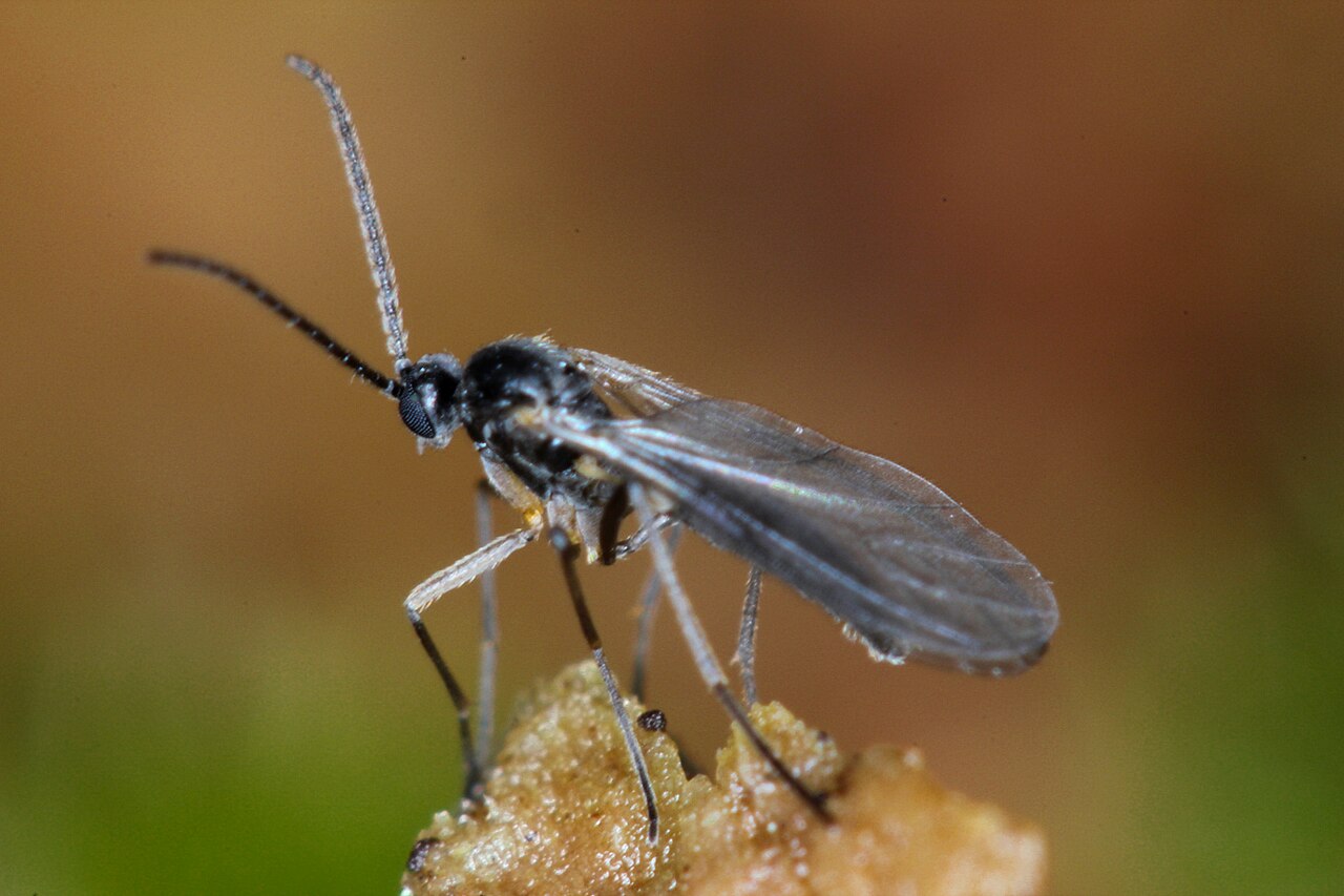 Fungus gnats reference photo