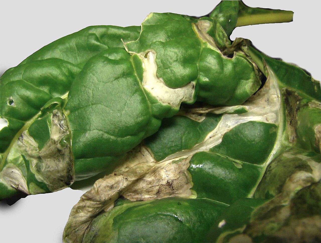 Leafminers reference photo