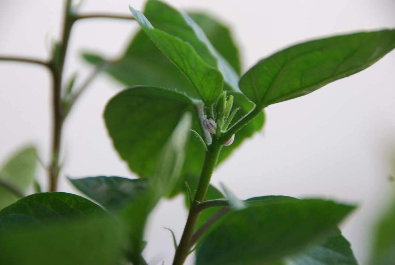 A close reference view of mealybugs on a plant