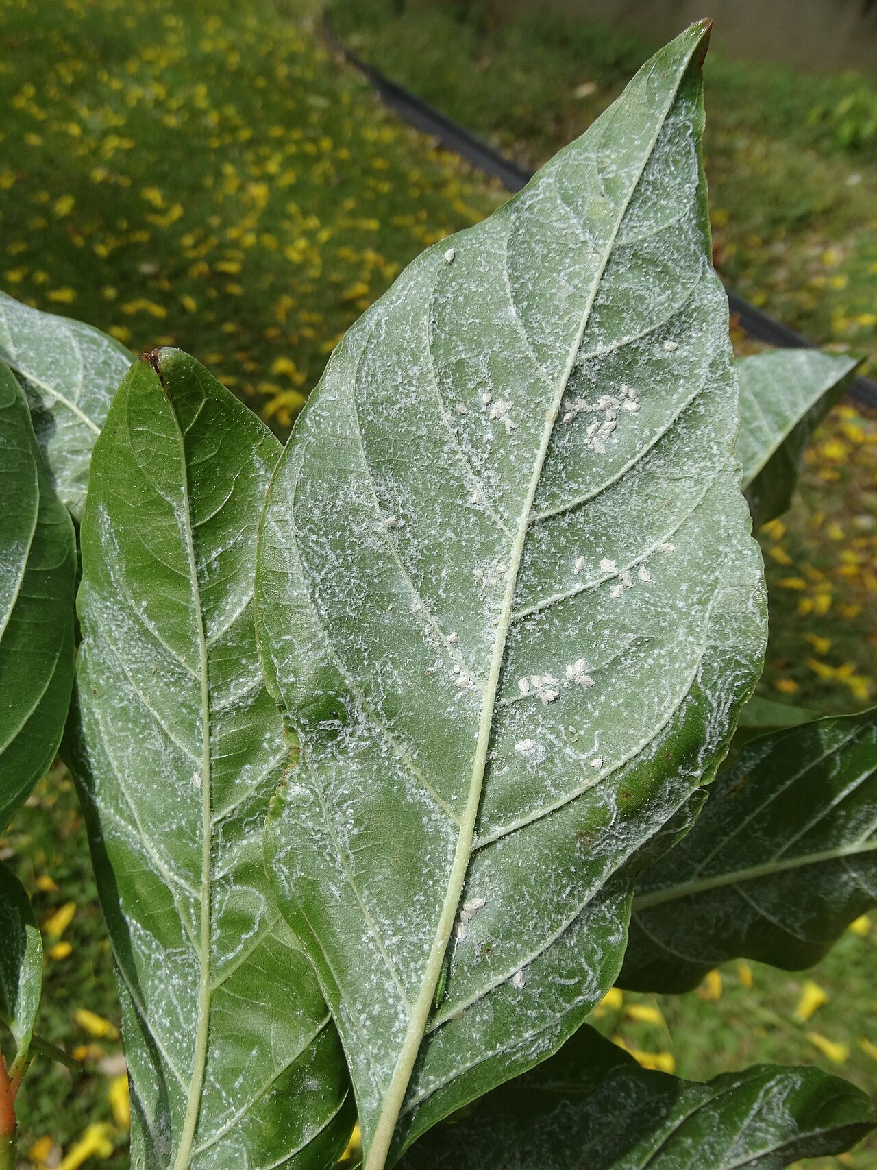 Whiteflies reference photo